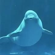 RYOの画像