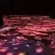 maplyuの画像