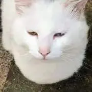 はーと【プロフ見て下さいm(_ _)m】の画像