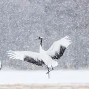 .꒰ঌ如月໒꒱の画像
