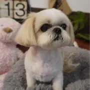 かりんの画像