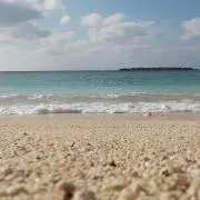 うめの画像