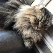 みか