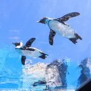 nonmamの画像
