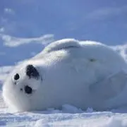 なーすけ プロフ必読の画像