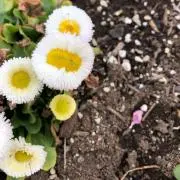 もちもちの木の画像