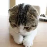 はむ