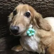 さやまま
