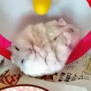 かぴ原の画像