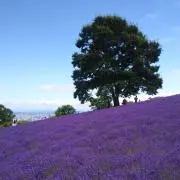 RIKOの画像