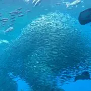 Poonaの画像