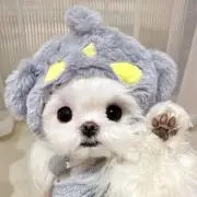 シャケの画像