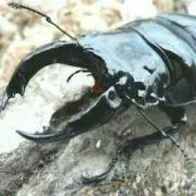 たつ