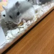 ちちゃんの画像