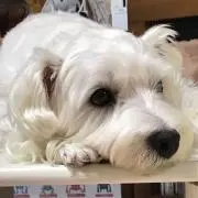 シロプの画像