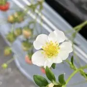 あいの画像