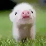 くんたんの画像