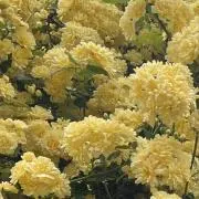 木香の画像