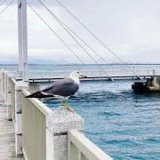 Image of おーちゃん9648