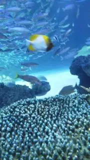 ポンぽんの画像