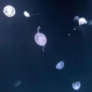 やまだ