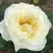 K.YONAの画像