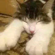 再開中の画像