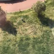 Tの画像