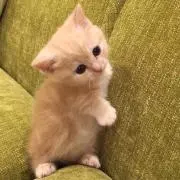 けむし