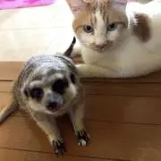 はる