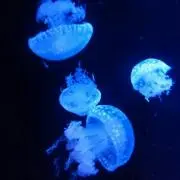 なでしこ