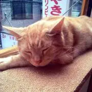 みっちゃん