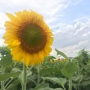 ぽてとの画像