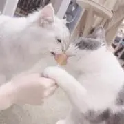︎mimi