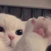 なちゃの画像