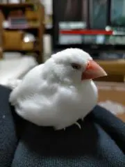 クローバーの画像