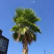 ymiの画像