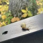 MYの画像