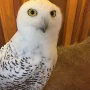 ミャンの画像