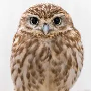 こきんめ