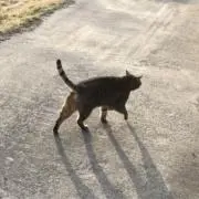 mamechaの画像
