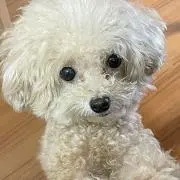 プッたんパパの画像