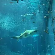 Can.Nの画像