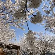 まっしゅの画像