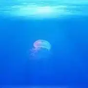 ri プロフ必読の画像