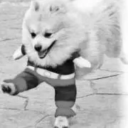 YCRFAMの画像
