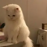 すぎたの画像