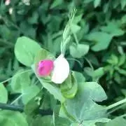 まーこの画像