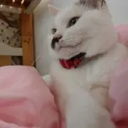 かりんの画像
