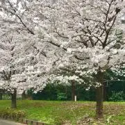 souの画像